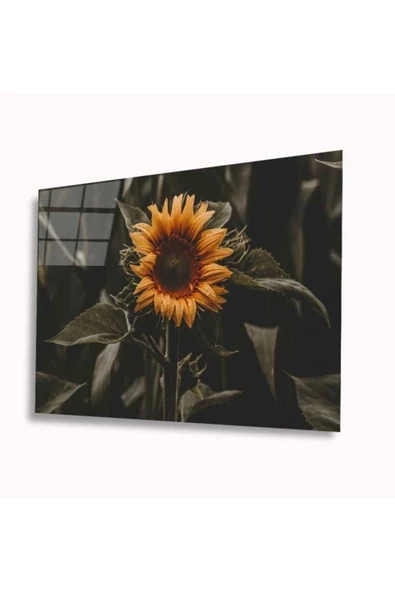 AlpiLeo Ayiçeği Alp Özel Cam Tablo 4mm Dayanıklı Temperli Cam ürün görseli 1