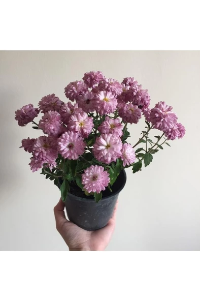 Kasımpatı Çiçeği Fidesi Pembe 10-20 cm - Resim 4