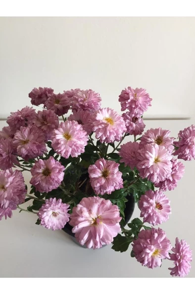 Kasımpatı Çiçeği Fidesi Pembe 10-20 cm ürün görseli 1