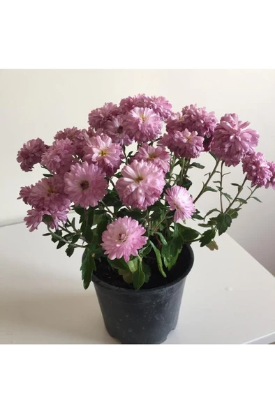 Kasımpatı Çiçeği Fidesi Pembe 10-20 cm - Resim 3