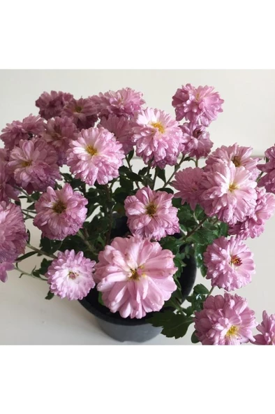 Kasımpatı Çiçeği Fidesi Pembe 10-20 cm - Resim 2