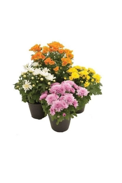 Kasımpatı Set (chrysanthemum) 4 Adet Pembe Sarı Turuncu Beyaz ürün görseli 1