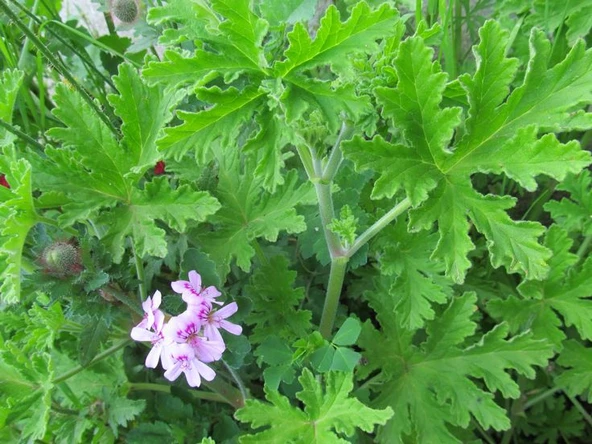 Geranium Seedling Rose Scented Itır Fidanı Fidesi Gül Kokulu 10-20 cm ürün görseli 1