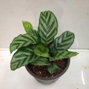 Calathea Louisae Dua Çiçegi Fidanı 10-20 cm ürün görseli 1