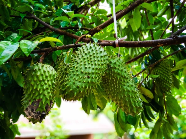 GRAVİOLA FİDANI (SOURSOP, TARÇIN ELMASI) 7 YAŞ 150 CM ÜZERİ TR'DE TEK!!! ürün görseli 1