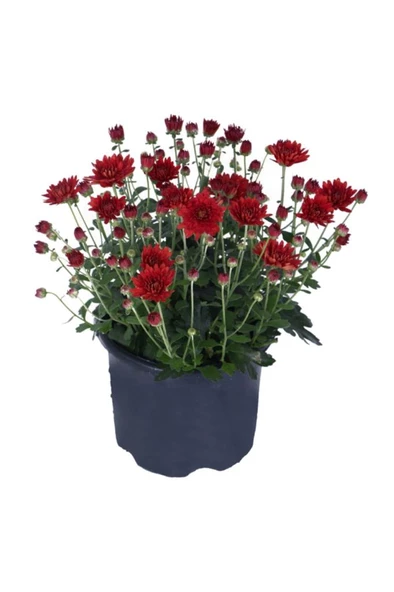 Kasımpatı Fidanı Kırmızı Renk 10-20 cm chrysanthemum ürün görseli 1