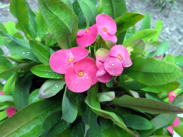 Pembe Dikenler Tacı 10-20 cm Japon Iğnesi Euphorbia Milii ürün görseli 1