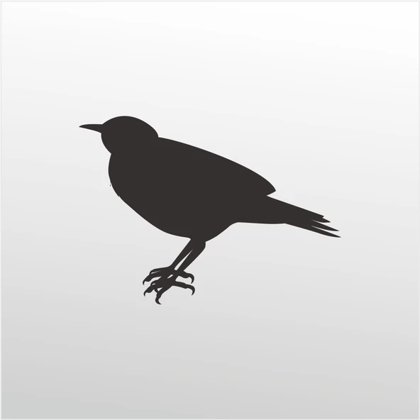 Folyo Sticker Bülbül ürün görseli 1