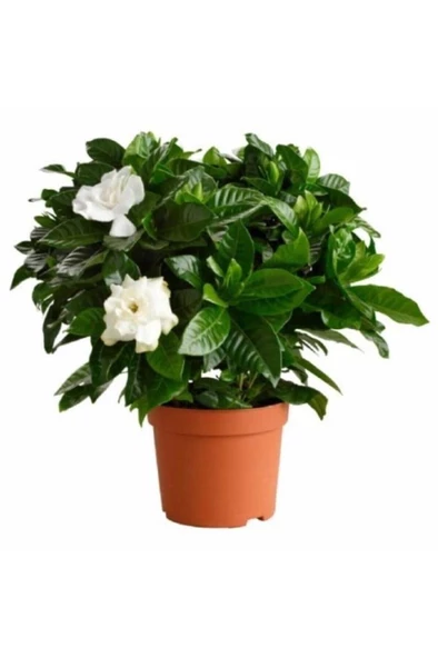Gardenya Çiçeği 10-20 Cm ürün görseli 1