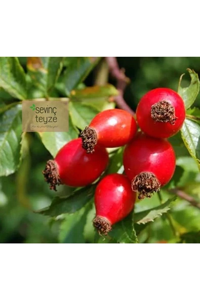 Kurmeysan Kuşburnu, Yabangülü, İtburnu, İtgülü, Gülelması, Yiric Rosehip Lea, Rosa Canina, 250 gr ürün görseli 1