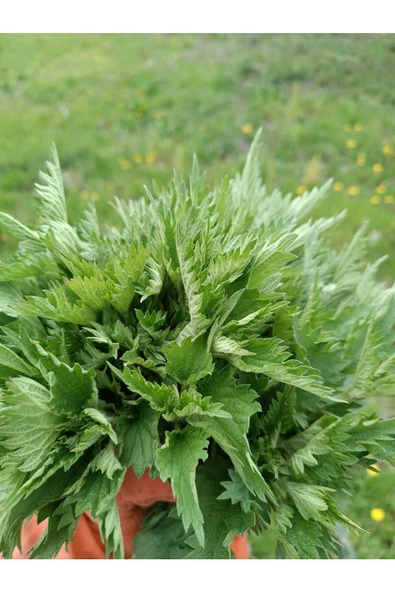 KURMEYSAN Isırgan Otu,Dızlağan, Ağdalak, Dalagan, Isırgı, Dead Nettle, Urtica Dioica Net 30 gr Kurutulmuş ürün görseli 1