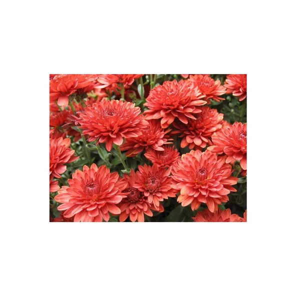 Kırmızı Kasımpatı Çiçeği Fidanı Saksılı 20 -30 cm ürün görseli 1