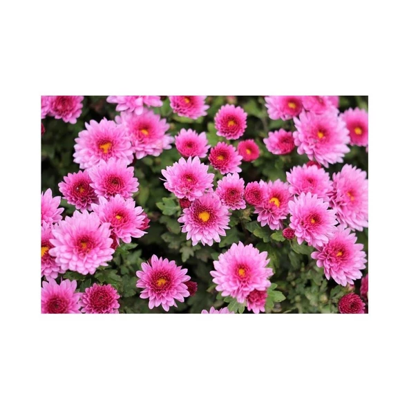 Pembe Kasımpatı Çiçeği Fidanı Saksılı 20-40 cm ürün görseli 1