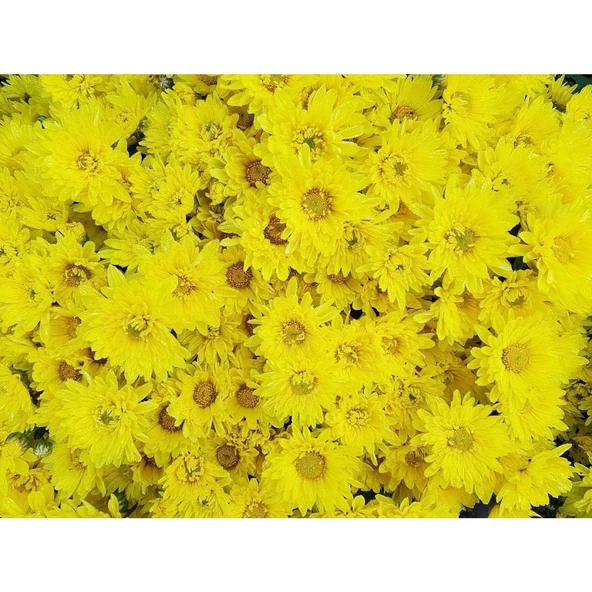 Sarı Kasımpatı Çiçeği Fidanı Saksılı 10-20 cm ürün görseli 1