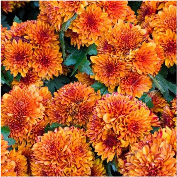 (Chrysanthemum) Turuncu Kasımpatı Çiçeği Fidanı 15-25 cm Saksılı ürün görseli 1