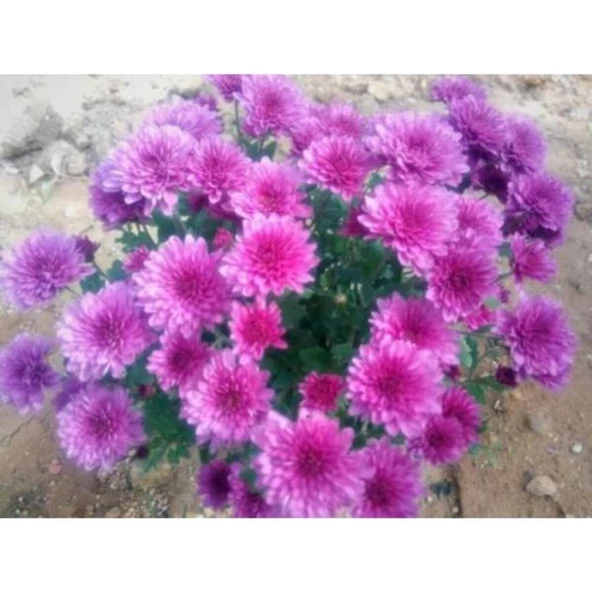 Krizantem Chrysanthemum Mor Bodur Kasımpatı Çiçeği Fidanı 10-20 cm ürün görseli 1
