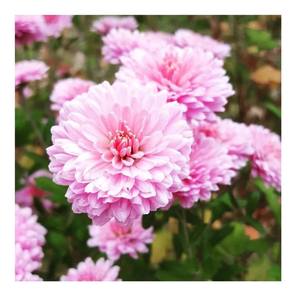 Açik Pembe Kasımpatı Çiçeği Fidanı Saksılı 10-20 cm ürün görseli 1