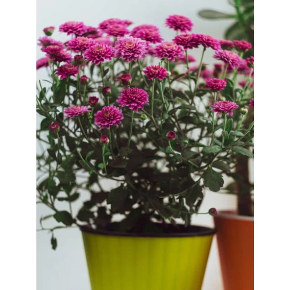 Chrysanthemum Pembe Kasımpatı Çiçeği Fidanı 10-20 cm ürün görseli 1