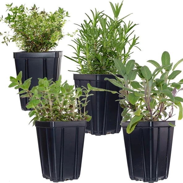 Aromatik Set Kekik Itır İkili Set 10-20 Cm - Resim 2