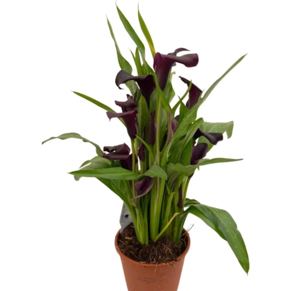 Gala Gelin Çiçeği Bordo 15-25 cm ürün görseli 1