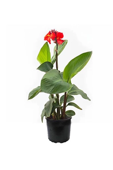 Canna Indica Çiçeği Fidanı 20-40 cm ürün görseli 1