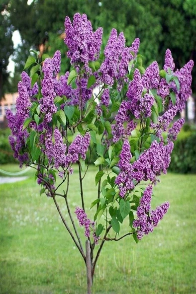 Syringa Chinensis 2 Adet Leylak Fidanı 40-80 cm ürün görseli 1