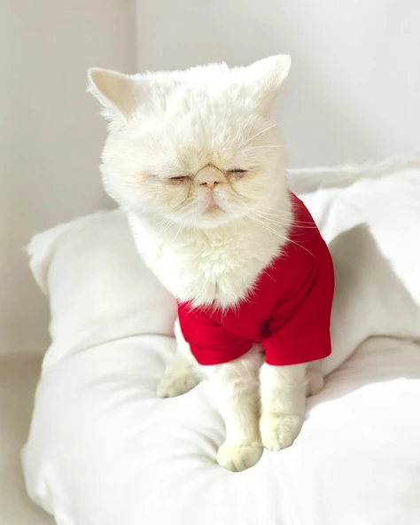 Uno Red Kedi Tişört - Resim 2