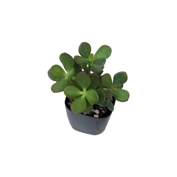 Ovata Para Ağacı Çiçeği 10-20 cm - Resim 2