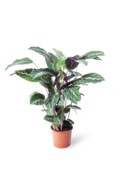Calathea Louisae Dua Çiçeği Fidanı 10-20 cm ürün görseli 1