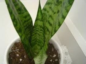 Sansevieria Cylindrica Paşa Kılıcı 20-40 Cm ürün görseli 1