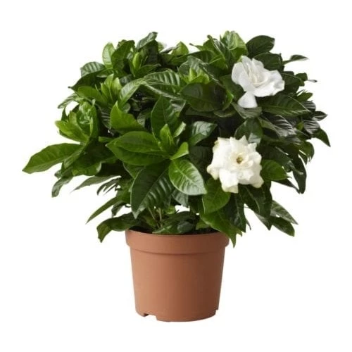 Gardenya Çiçeği Gardenia Jasminoides 10-20 cm ürün görseli 1