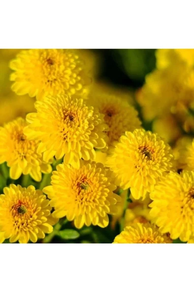 Krizantem Kasımpatı Saksı’da Chrysanthemum Sarı Renk ürün görseli 1