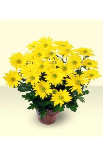 Sarı Kasımpatı Saksılı Krizantem Chrysanthemum ürün görseli 1