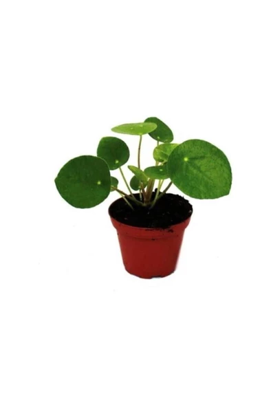 Para Çiçeği Çin Şans Pilea 10-20 cm - Resim 2