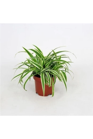 Kurdele Kordele Çiçeği Chlorophytum Comosum 10-20 Cm ürün görseli 1