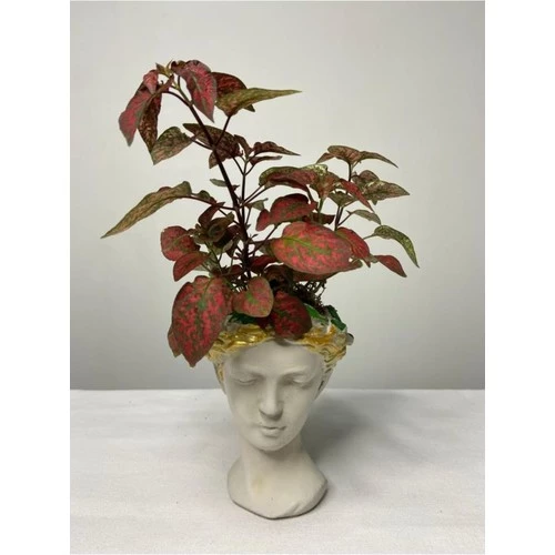 Hypoestes Hostes Çiçeği Kırmızı Benek 10-20 cm ürün görseli 1