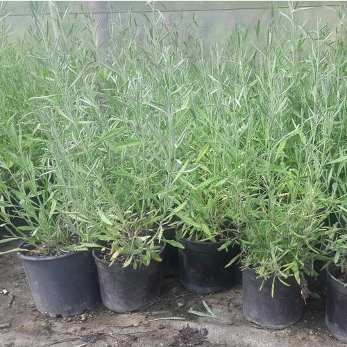 Lavanta Çiçeği Fidanı 10-20  cm ürün görseli 1