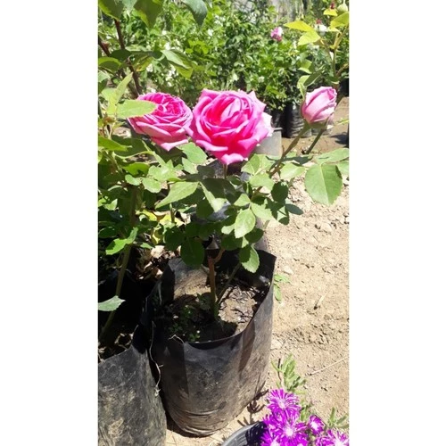 Saksılı Reçellik Kokulu Pembe Fidanı 10-20 cm ürün görseli 1