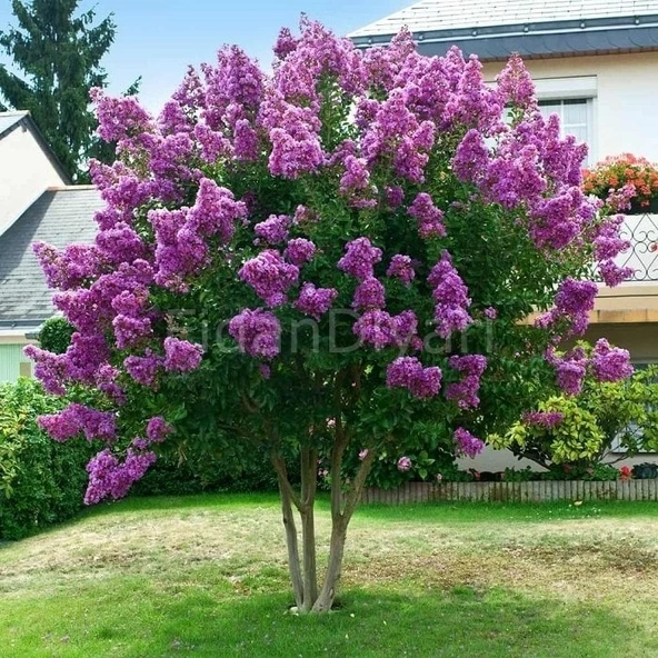 Lila Mor Oya Çiçeği Fidanı 40-60 cm ürün görseli 1