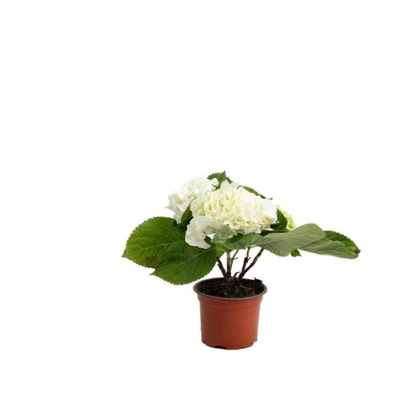Beyaz Macrophylla Ortanca Fidanı  3 Adet 10-20 cm ürün görseli 1
