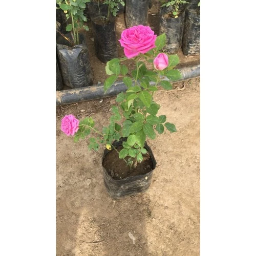 Pembe Reçellik Gerçek Isparta Gülü Fidanı 10-20 cm ürün görseli 1