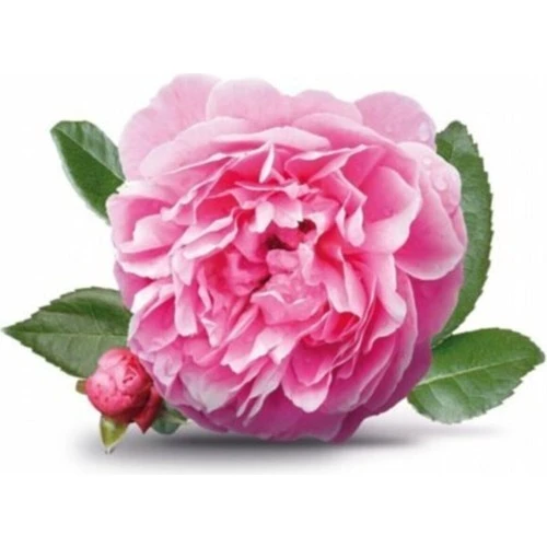 Rosa Damascena Reçellik Gerçek Isparta Gülü Fidanı 10-20 cm ürün görseli 1