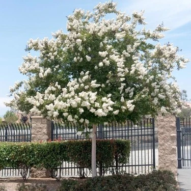 Beyaz Oya Çiçeği Fidanı 40-60 cm ürün görseli 1
