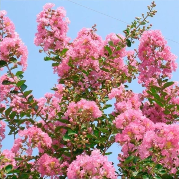 Gül Pembe Oya Çiçeği Fidanı 40-80 cm ürün görseli 1