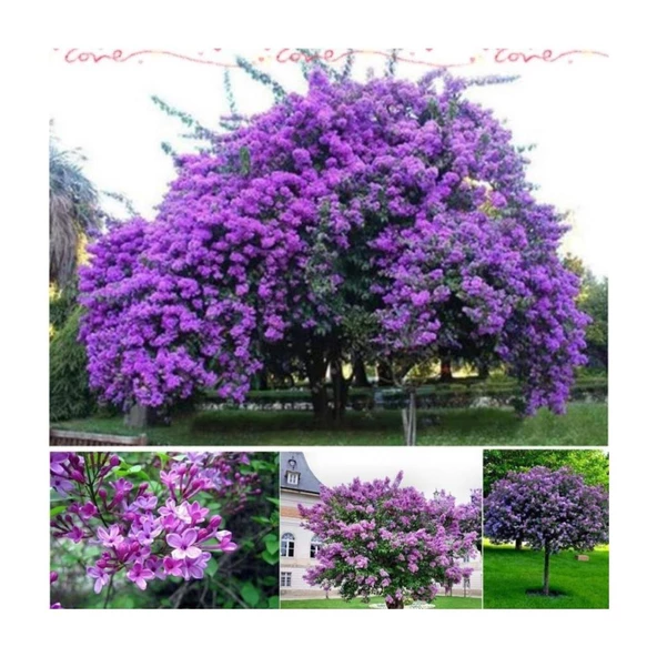 Tüplü Leylak Fidanı Lilac Fidan 40-50 cm ürün görseli 1