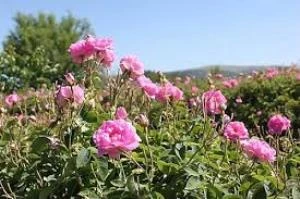 Pembe Reçellik Isparta Gülü Fidanı 40-50 Cm ürün görseli 1