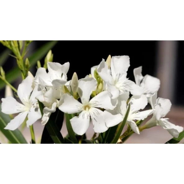 Beyaz Zakkum Çiçeği Fidanı 40-70 cm Saksılı ürün görseli 1