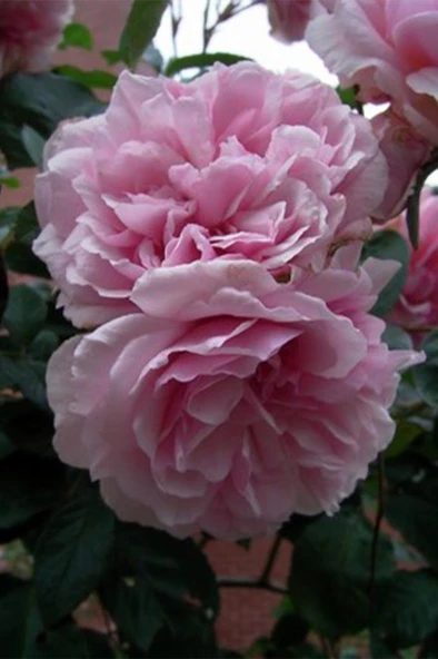 Isparta Gülü (rosa X Damascena M.) ürün görseli 1