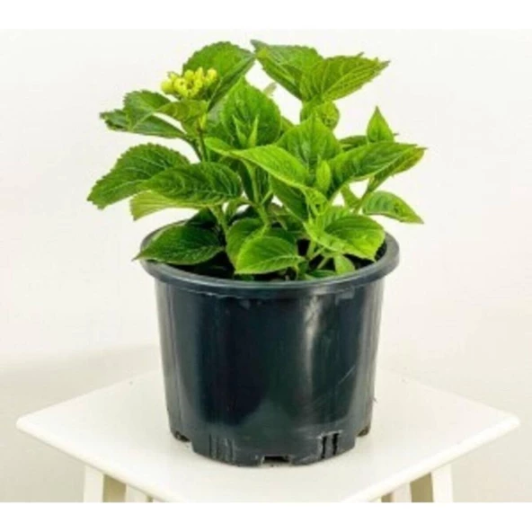 Kuğu Beyaz Ortanca Çiçeği Fidanı 15-25 cm ürün görseli 1
