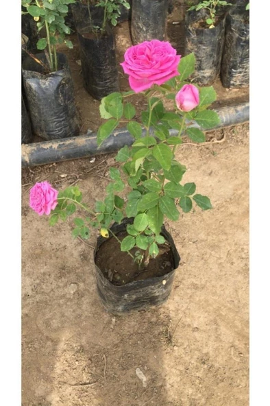 Gerçek Isparta Gülü Fidanı 10-20 cm ürün görseli 1